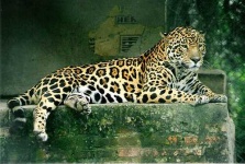 image of jaguar_car