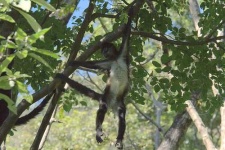 image of spider_monkey #3