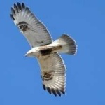 image of bird