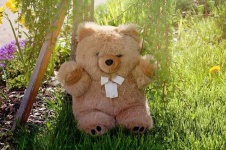 image of teddy_bear