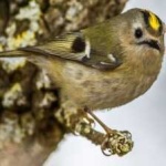 image of bird
