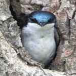 image of bird