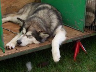 image of malamute