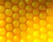 image of honeycomb