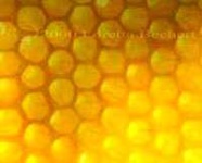 image of honeycomb #24