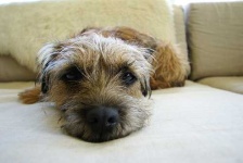 image of border_terrier #31