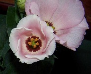 image of flower