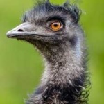 image of emu #16