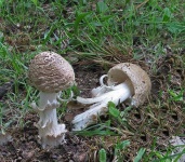 image of mushrooms