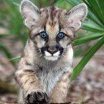 image of cougar