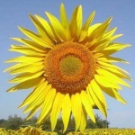image of sunflower #16