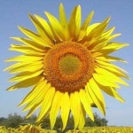 image of flower