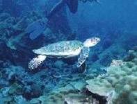 image of hawksbill
