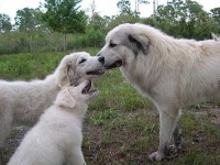 image of great_pyrenees