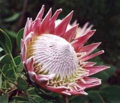 image of flower