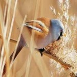 image of bird