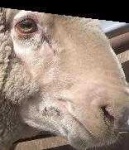 image of animal
