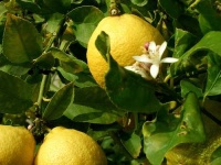 image of lemon #23