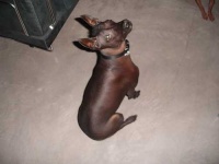 image of mexican_hairless #29