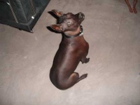 image of mexican_hairless