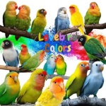 image of lovebird