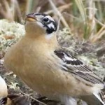 image of bird