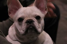 image of french_bulldog #19