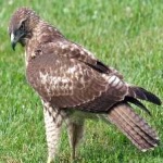 image of bird