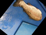 image of fish