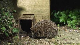 image of hedgehog