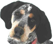 image of bluetick