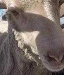 image of animal