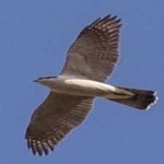 image of bird