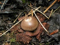 image of earthstar #19