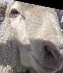 image of animal