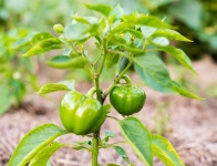 image of fruit_and_vegetable