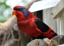 image of lory