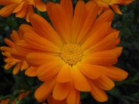 image of flower