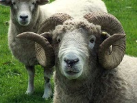 image of ram