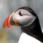 image of bird