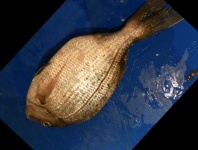 image of fish