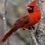 image of bird