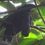 image of bird
