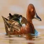 image of bird