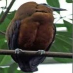 image of bird