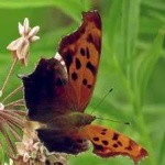 image of animal