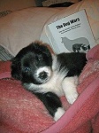 image of border_collie