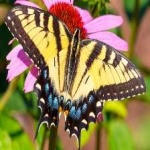 image of animal