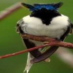 image of bird