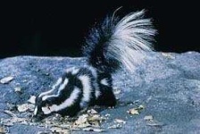 image of skunk
